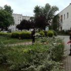 Roślina przy ul. Chrobrego  Autor: mat. Straży Miejskiej Wrocławia