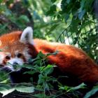   Autor: ZOO Wrocław