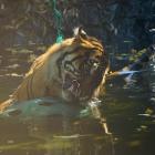   Autor: ZOO Wrocław