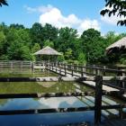   Autor: mat. Arboretum w Stradomi
