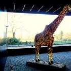   Autor: Materiały wrocławskiego zoo