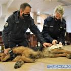 Policjanci przeszli szkolenie z udzielania pierwszej pomocy psom  Autor: KMP we Wrocławiu