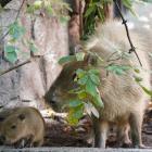   Autor: ZOO Wrocław