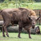 Zoo w Lubinie
 
Szukasz pomysłu na wyjazd za miasto? To idealna propozycja - pięknie...