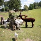 Bezpłatne ZOO na Dolnym Śląsku - tylko godzinę drogi od Wrocławia  Autor: Zoo Lubin