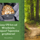 zdjęcie nr 11