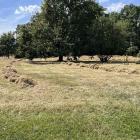 Trawa przy alejce była regularnie koszona. Trawa w głębi bierze udział w ekologicznym...