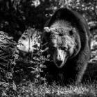 Niedźwiedzica Myszka / fot. ZOO Wrocław