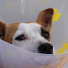 Gabinet Weterynaryjny RITA-VET s.c., ul. Zawalna 13
  
Ocena 4,9/5 (231 opinii)...