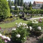 Wiosenna wyprzedaż nadwyżek roślin - Ogród Botaniczny Uniwersytetu Wrocławskiego -...