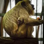   Autor: ZOO Wrocław