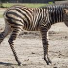   Autor: Materiały prasowe/wrocławskie zoo