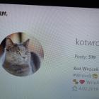 Wrocek - kot prezydenta Sutryka - ma swoje konto na Instagramie