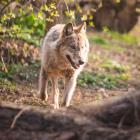 fot. ZOO Wrocław