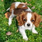 Cavalier king charles spaniel.   Te małe psy doskonale nadają się jako psy rodzinne i...