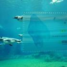   Autor: ZOO Wrocław