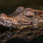   Autor: ZOO Wrocław