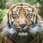 Tygrys Tengah / fot. ZOO Wrocław