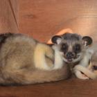   Autor: Materiały prasowe/wrocławskie zoo