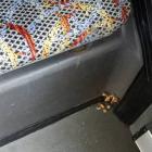 Hodowla grzybów w autobusie.  Autor: Piotr Szpitalny