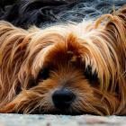 Miejsce 5.Yorkshire terrier, popularnie zwany yorkiem. To dość odważny pies z...