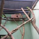   Autor: Materiały prasowe/wrocławskie zoo