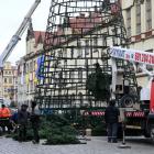 Montaż nowej choinki na wrocławskim Rynku  Autor: Łukasz Woźnica