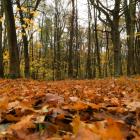 Las Leśnicki  Autor: Askaniusz Polcyn