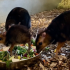 Wrocław: Urodził się myszojeleń. Zoolodzy chcieliby, żeby to był chłopak  Autor: Zoo...