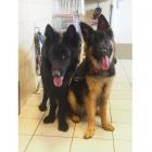 Petro (czarny samiec) i Amber (czarna podpalana) to psy w typie owczarka niemieckiego w...