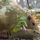   Autor: ZOO Wrocław