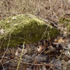 Cmentarz przy Pilczyckiej - materiały Spod Ziemi Breslau  Autor: Spod Ziemi Breslau