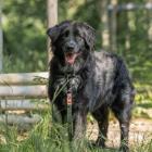 Czarek - kontakt w sprawie adopcji: 793 860 685  Autor: Ekostraż
