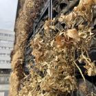 Miała być “oddychająca” zieleń, zostały suche wióry. Ale miasto nie rezygnuje z...