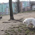 Psi wybieg na Wzgórzu Słowiańskim  Autor: Klaudia Kłodnicka