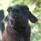   Autor: Materiały prasowe wrocławskiego zoo