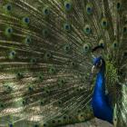   Autor: ZOO Wrocław