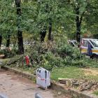 Wrocław na kolanach do deweloperów - radni krytykują ratusz po rzezi drzew  Autor:...
