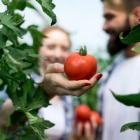 Tomaten-Setzlinge