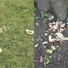 Resztki jedzenia na podwórkach i skwerach na osiedlu Sępolno  Autor: Marianna...