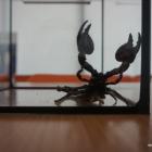   Autor: ZOO Wrocław