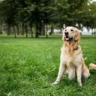   Golden retriever.  Od wielu lat rasa golden retriever utrzymuje się w dziesiątce...