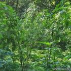 Leśna plantacja zlikwidowana. Młodzi plantatorzy trafili do aresztu  Autor: Policja...