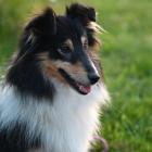 Owczarek szetlandzki sheltie.   Rasa pochodzi z Wysp Szetlandzkich i jest to idealny...