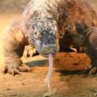 Waran z Komodo / fot. Shutterstock