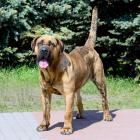 Pies kanaryjski (Perro de Presa Canario)