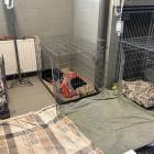 TOZ Schronisko dla Bezdomnych Zwierząt we Wrocławiu