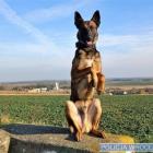 Wrocław: Rambo odnalazł zaginioną młodą Ukrainkę  Autor: Policja Wrocław