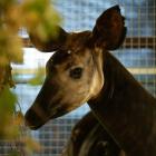 Okapi  Autor: ZOO Wrocław