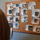 Wrocław: Koci dzień w schronisku dla zwierząt  Autor: Marcin Kruk